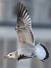 2cy Common Gull (77401 bytes)